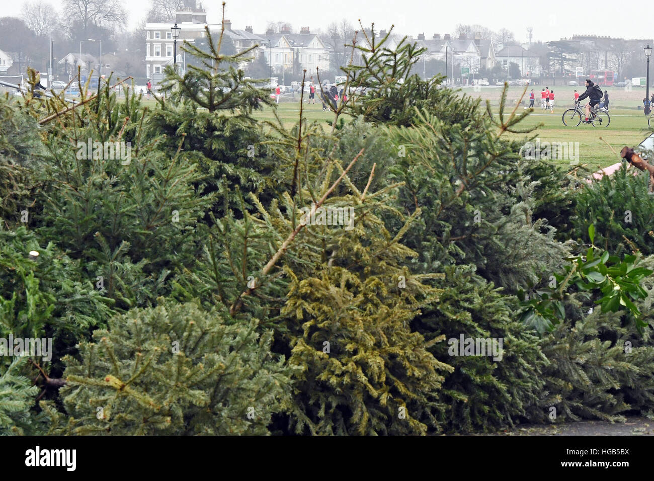 Old Christmas trees lie discarded at a Christmas tree reCycling point