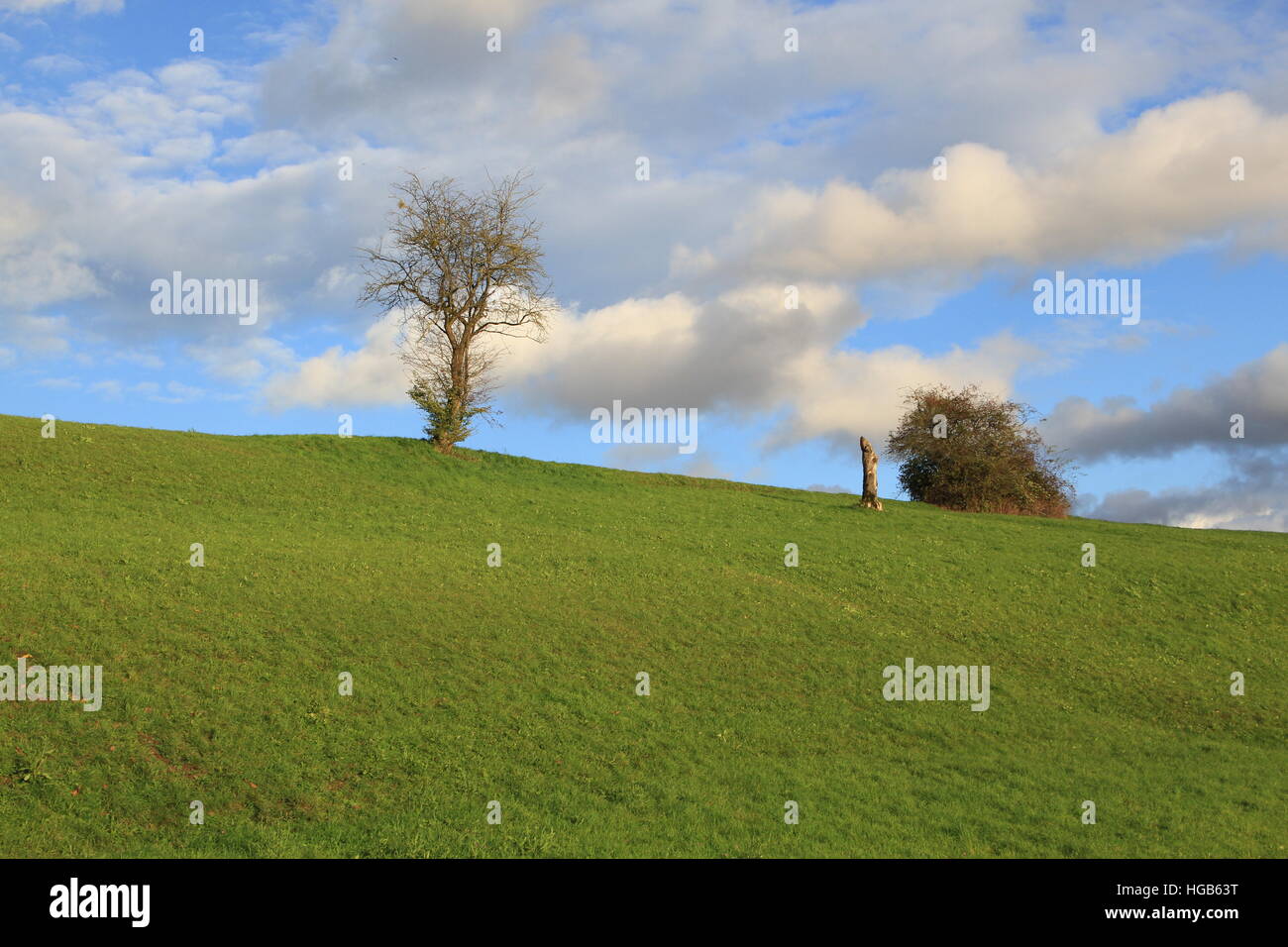 Tree on green meadow with blue sky and clouds Stock Photo - Alamy