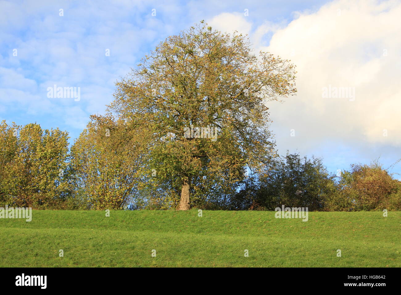 Early fall leaves hi-res stock photography and images - Alamy