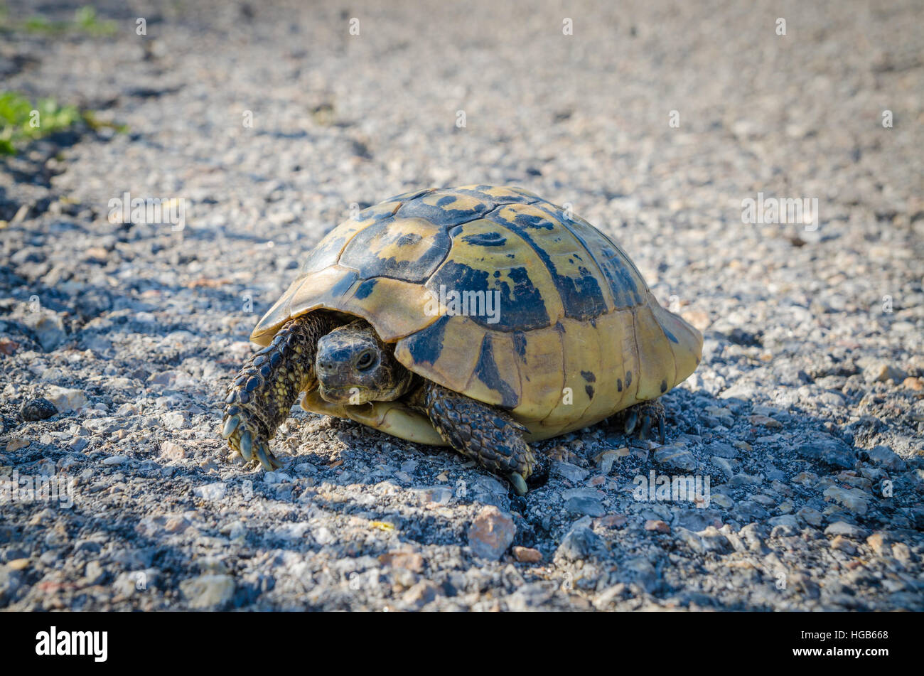 Tortoise in the road hi-res stock photography and images - Alamy