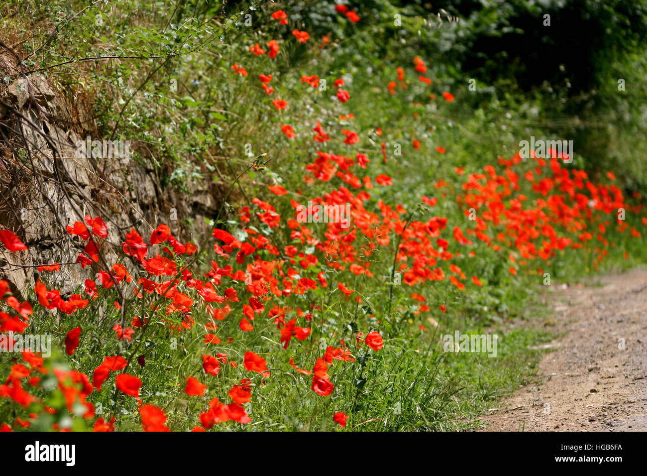 Red poppies grey background hi-res stock photography and images - Alamy