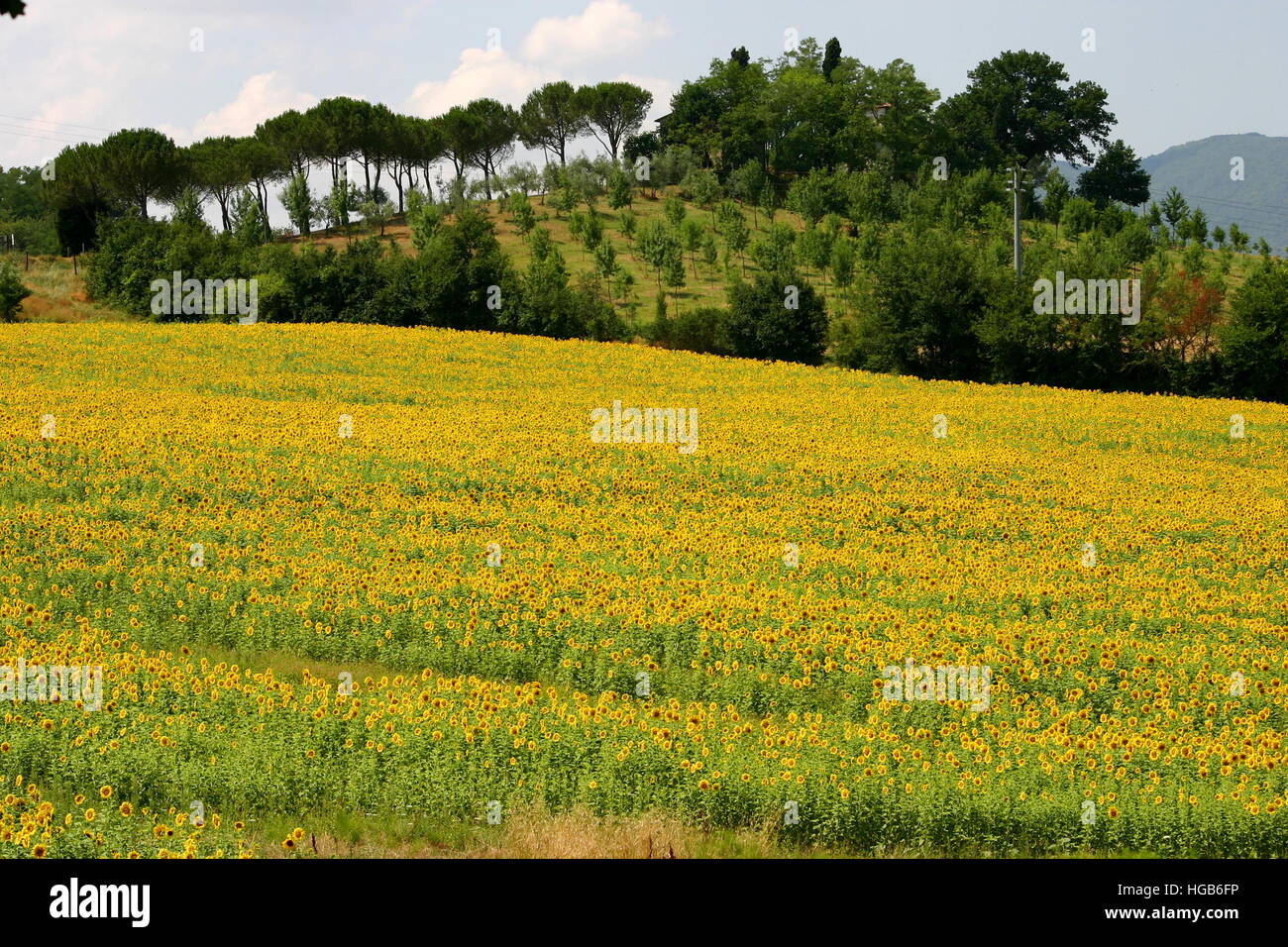 Field of Sunflower with typical tuscany background Stock Photo - Alamy