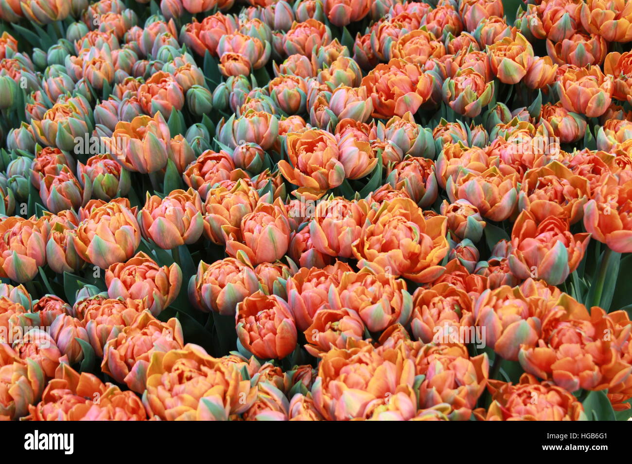 Tulips changing colors Stock Photo Alamy