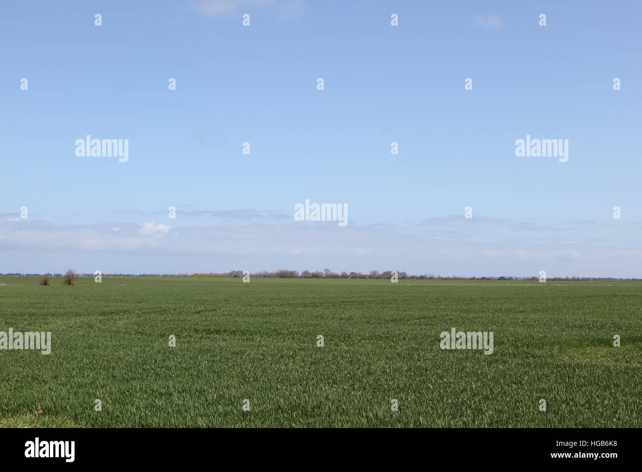 Meadow on flat land with some trees in background Stock Photo Alamy