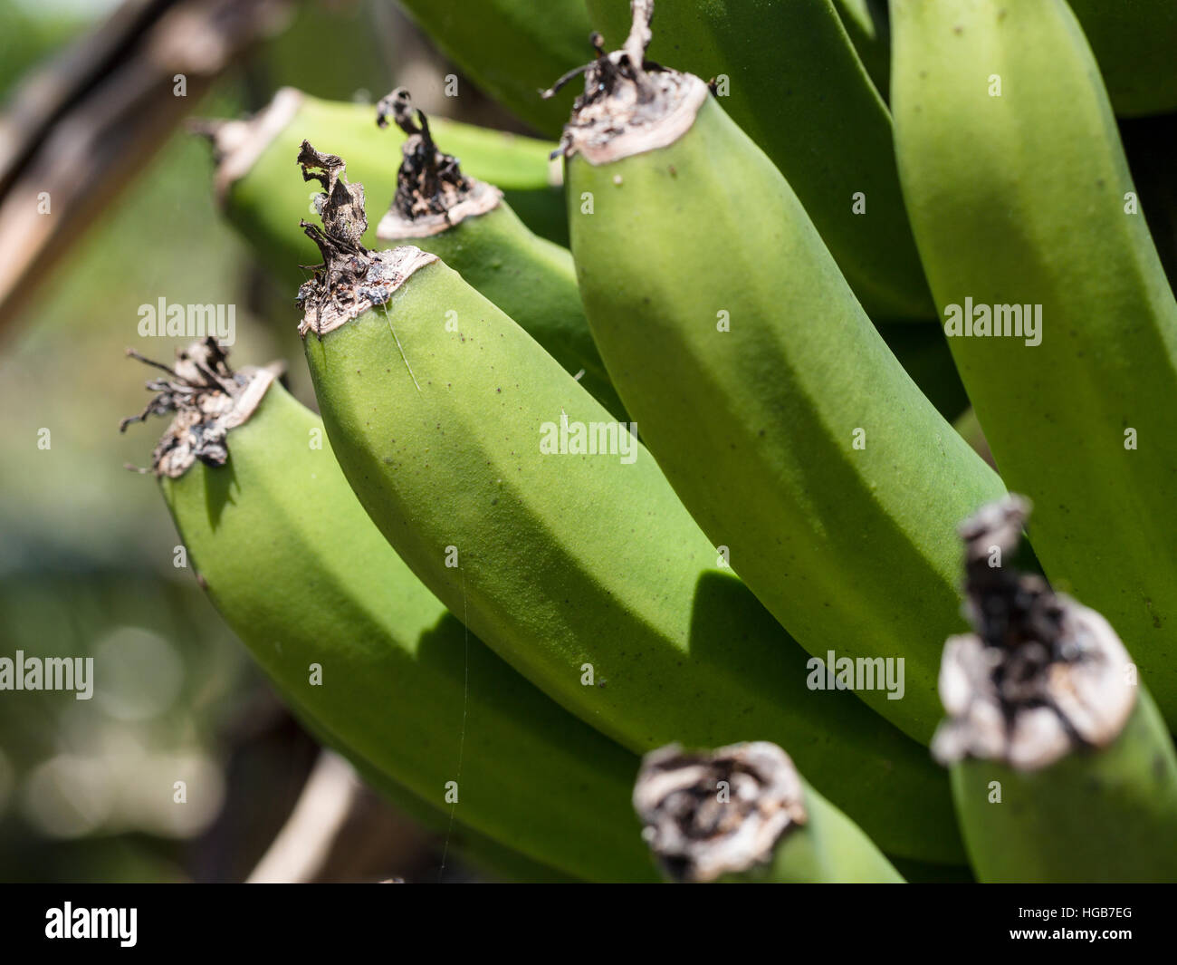 Closeup of Unripe Bananas growing . Detail of the tips of a hand of small bananas ripening in an Azorian banana grove. Stock Photo