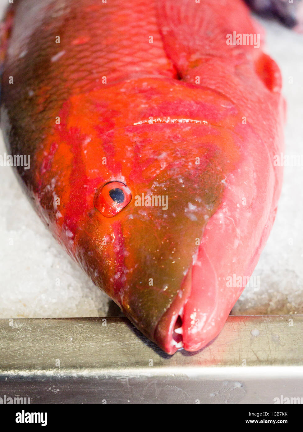 Red Snapper showing teeth. A large red snapper fish awaits