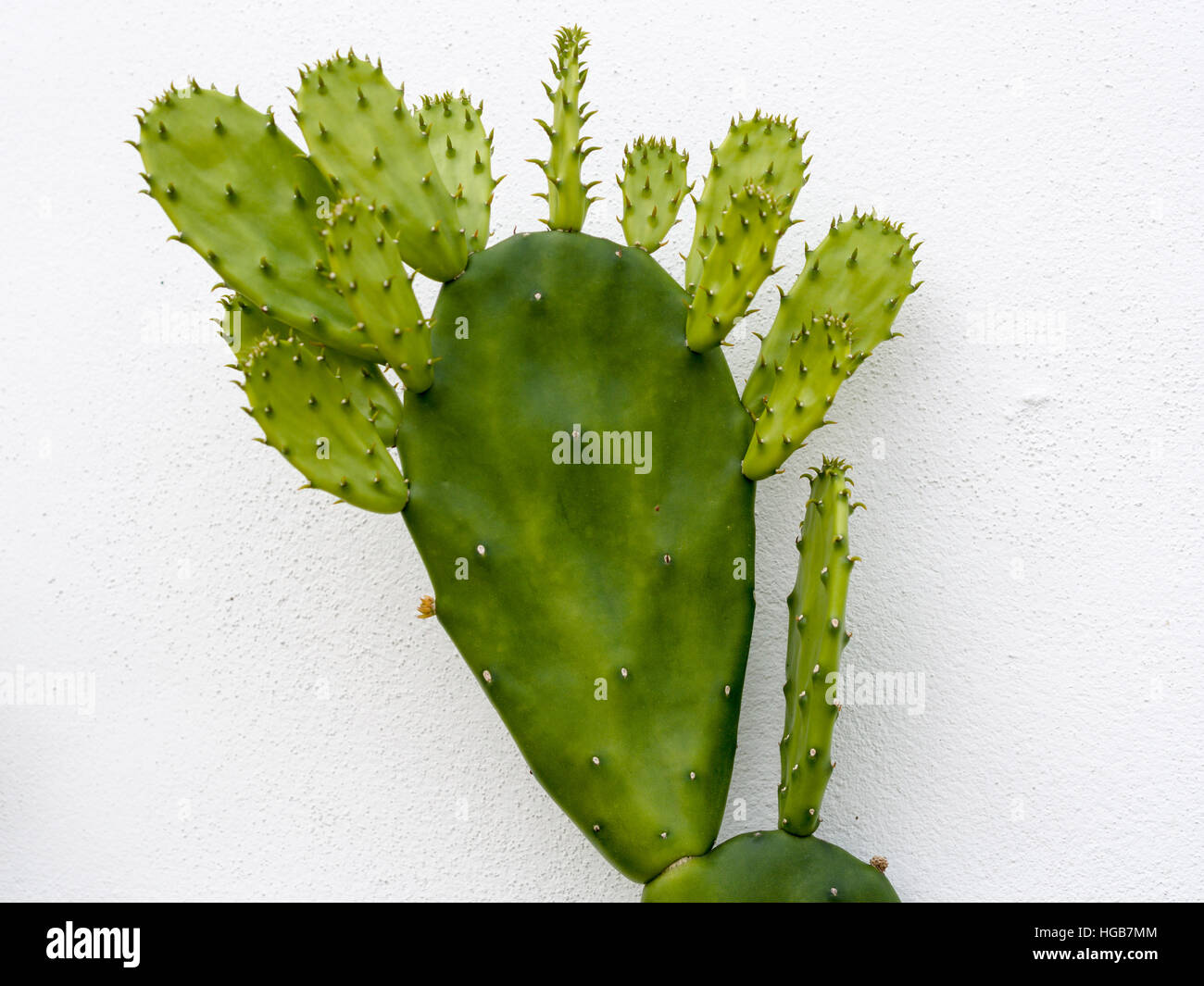 Sprouting Prickly Pear Cactus. A Prickly Pear Cactus against a white