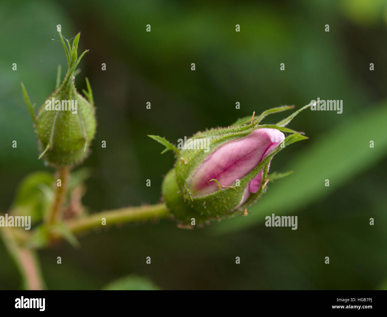 Wild Rose Buds. A pair of pink wild rose buds, one just opening with