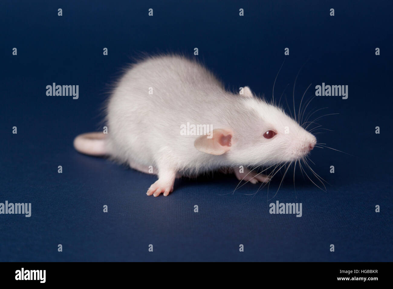 Husky rat hi-res stock photography and images - Alamy