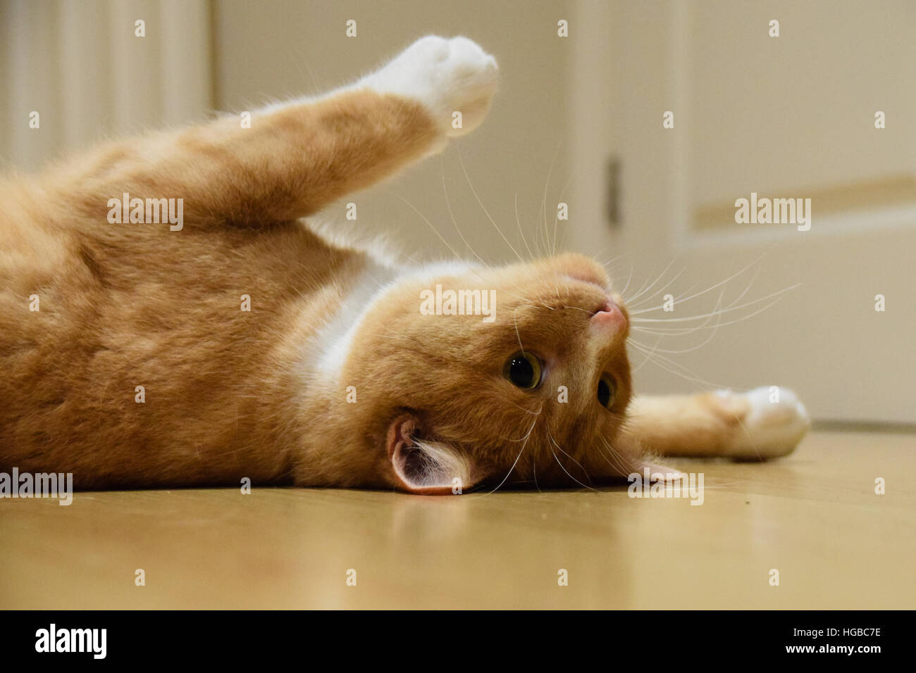 Playful domestic cat rolling around on the floor Stock Photo Alamy