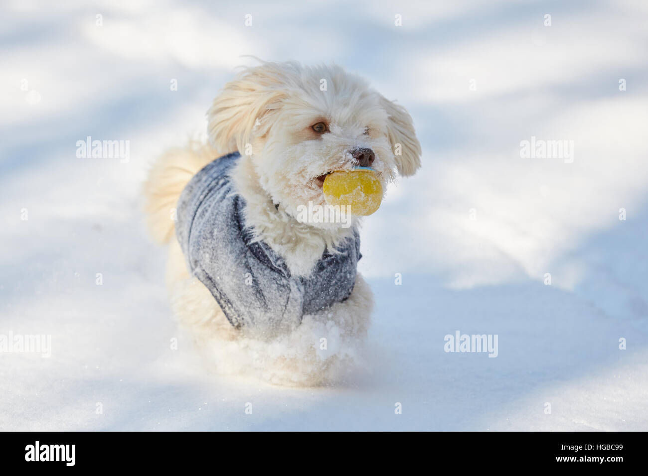 White havanese dog with ball in the snow playing Stock Photo Alamy