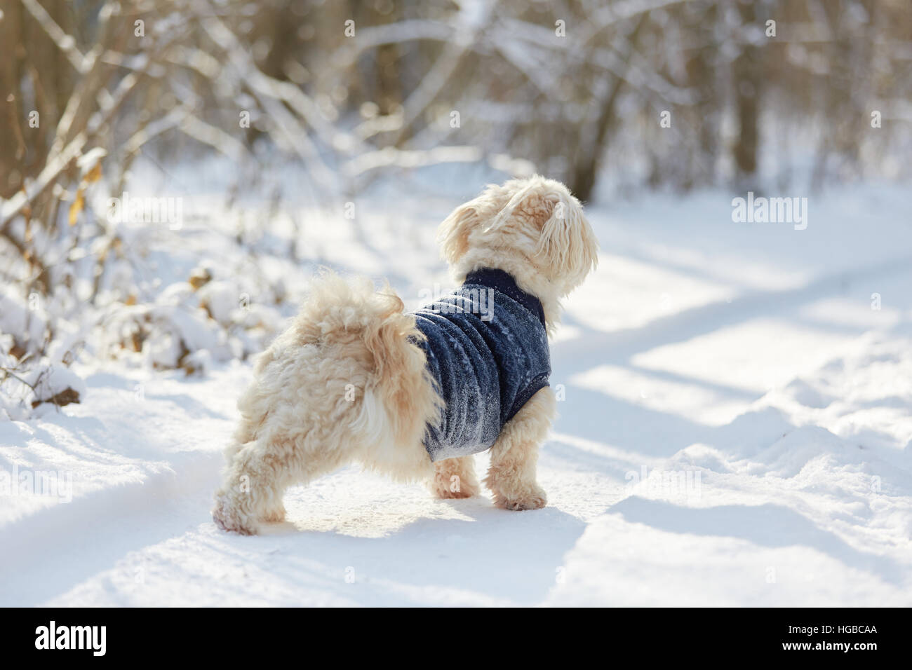 White havanese dog in the snow watching in winter time Stock Photo Alamy