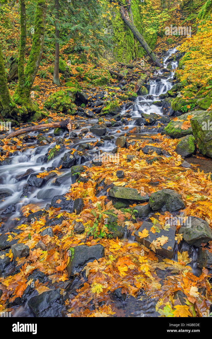 USA, Oregon, Columbia River Gorge National Scenic Area, Starvation Creek in autumn with fallen maple leaves, rocks and moss. Stock Photo