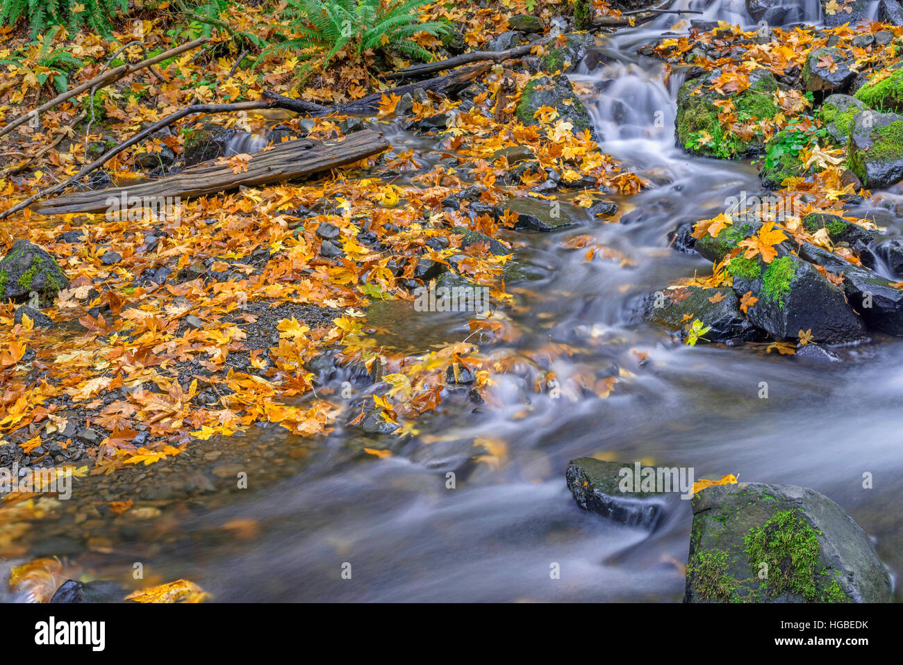 USA, Oregon, Columbia River Gorge National Scenic Area, Starvation Creek in autumn with fallen maple leaves, rocks and moss. Stock Photo