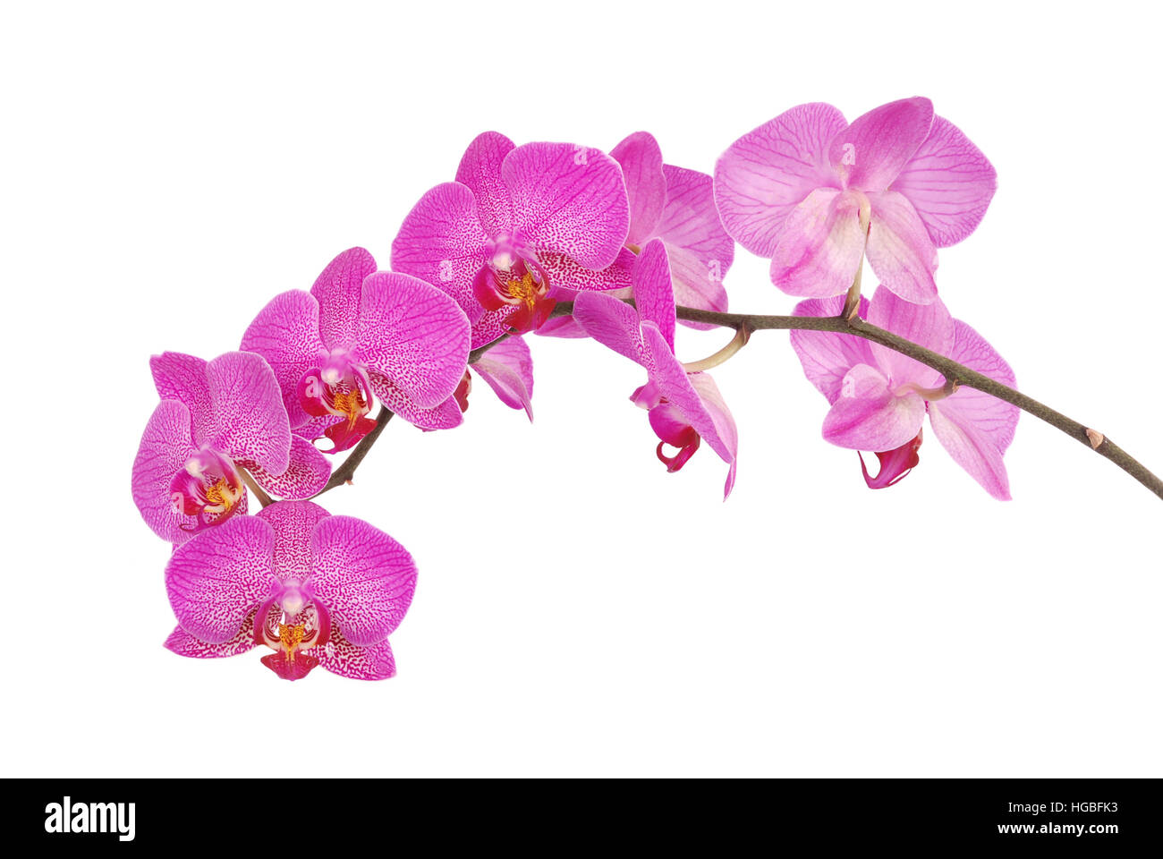 Purple orchid flower with veins isolated on a white background Stock Photo