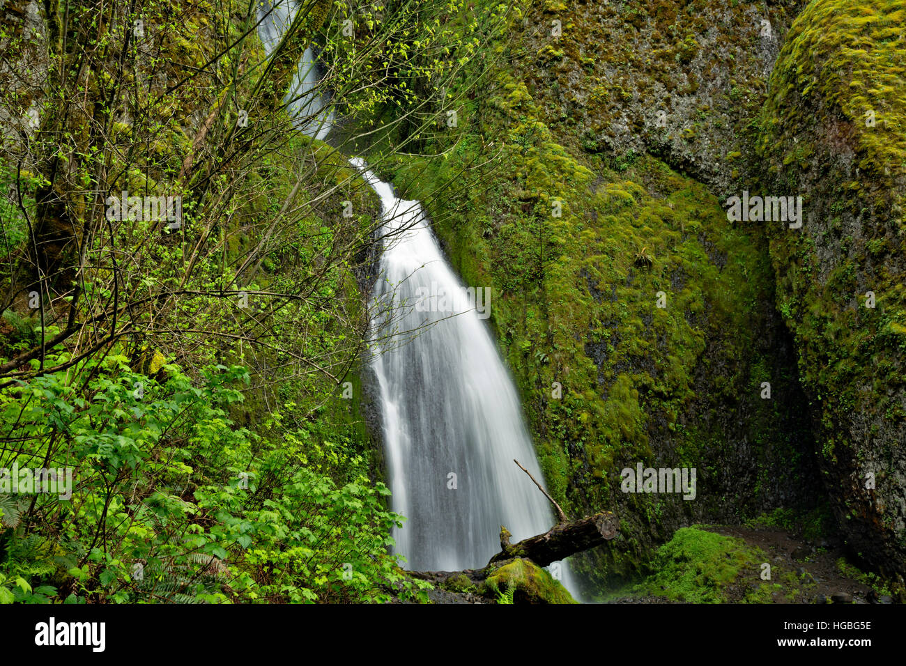 OR02194-00...OREGON - Wahkeena Falls in the Columbia River Gorge National Scenic Area. Stock Photo