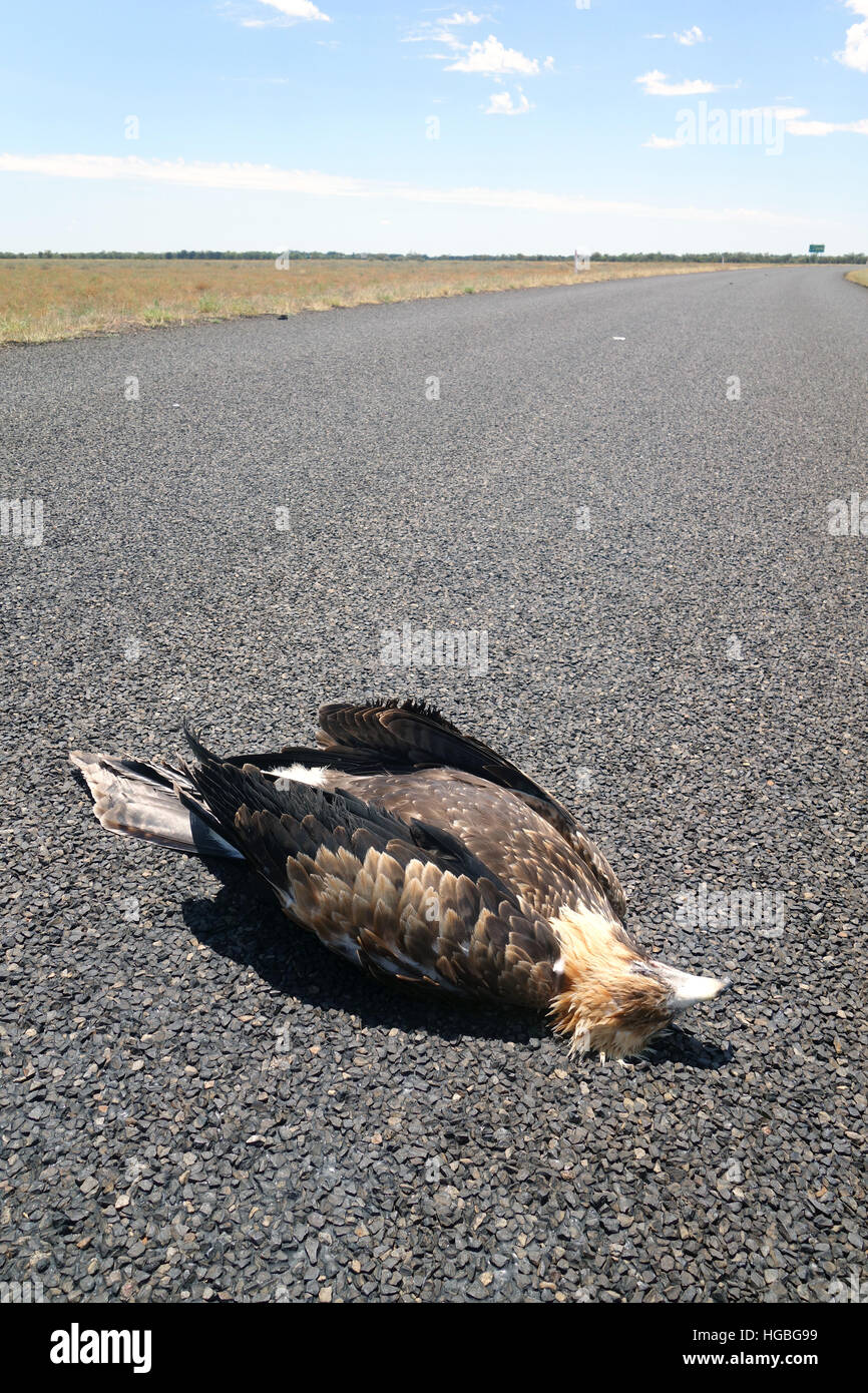 Recently roadkilled wedge-tailed eagle (Aquila audax) on remote outback highway, north of Barcaldine, Queensland, Australia Stock Photo