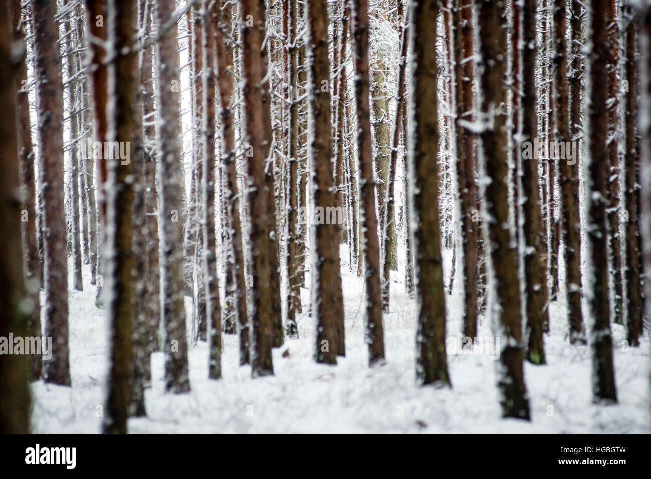 pine trees on a cold day in the snowy winter forest with fog and frost ...