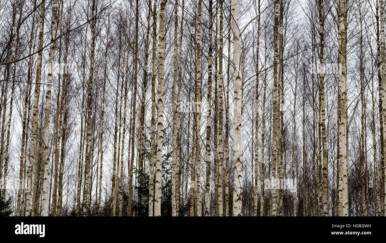 birch trees with branches and leaves in winter snow Stock Photo Alamy
