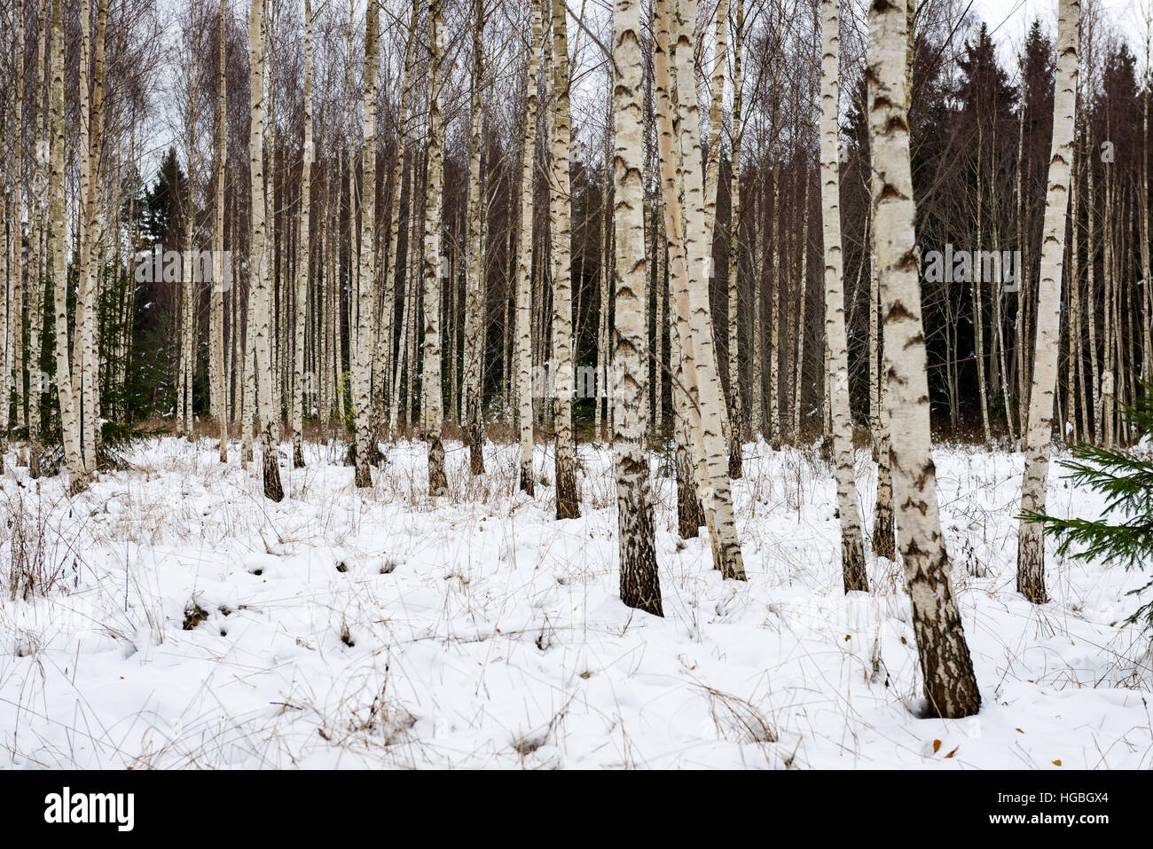 birch trees with branches and leaves in winter snow Stock Photo