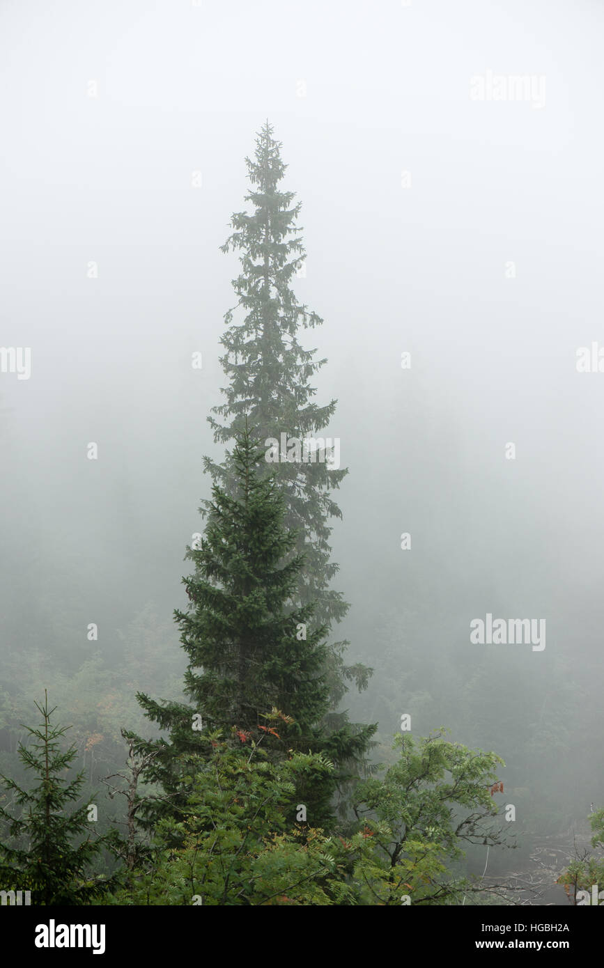 panoramic view of misty forest. far horizon Stock Photo - Alamy
