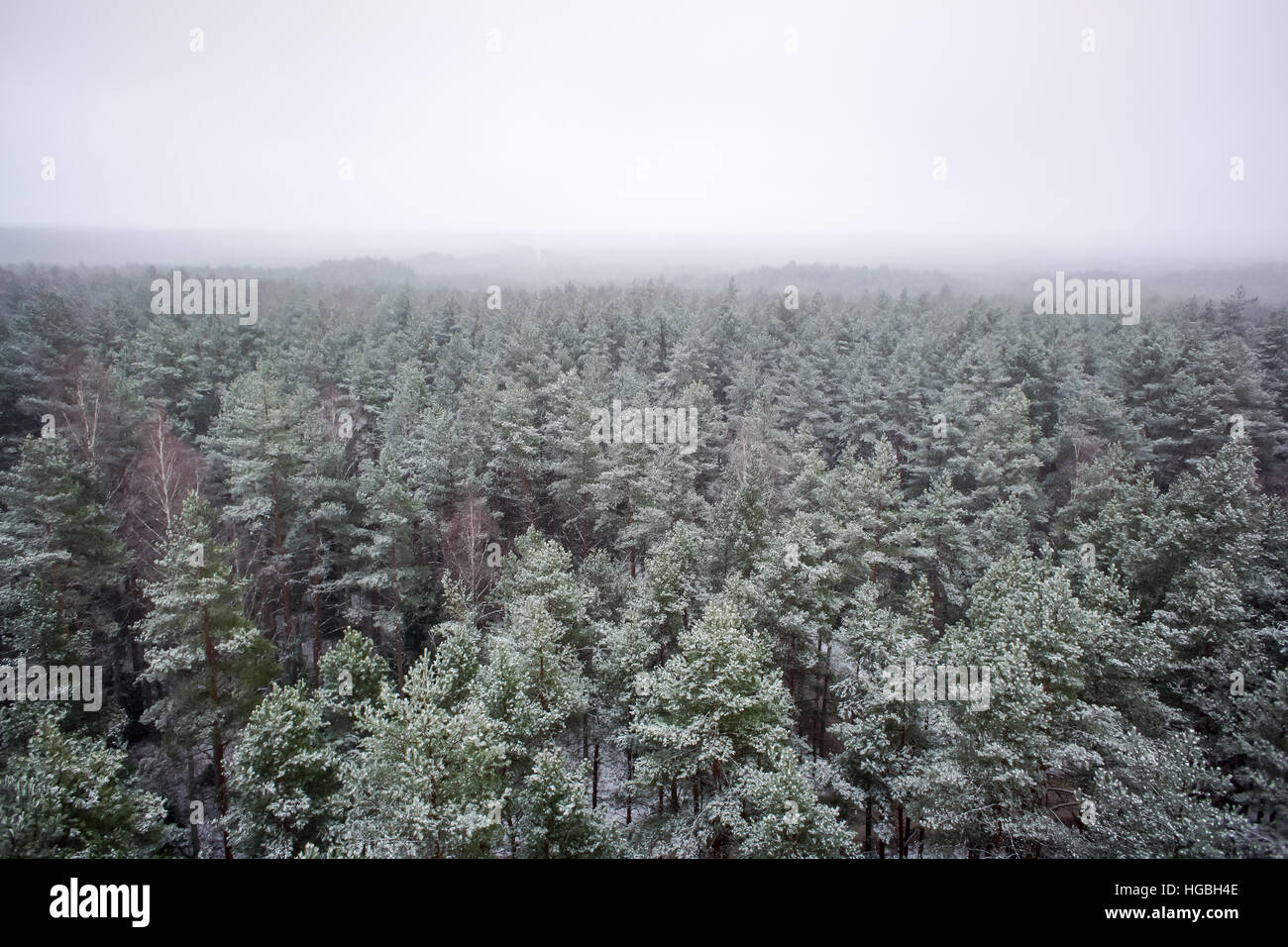 panoramic view of misty forest. far horizon Stock Photo - Alamy