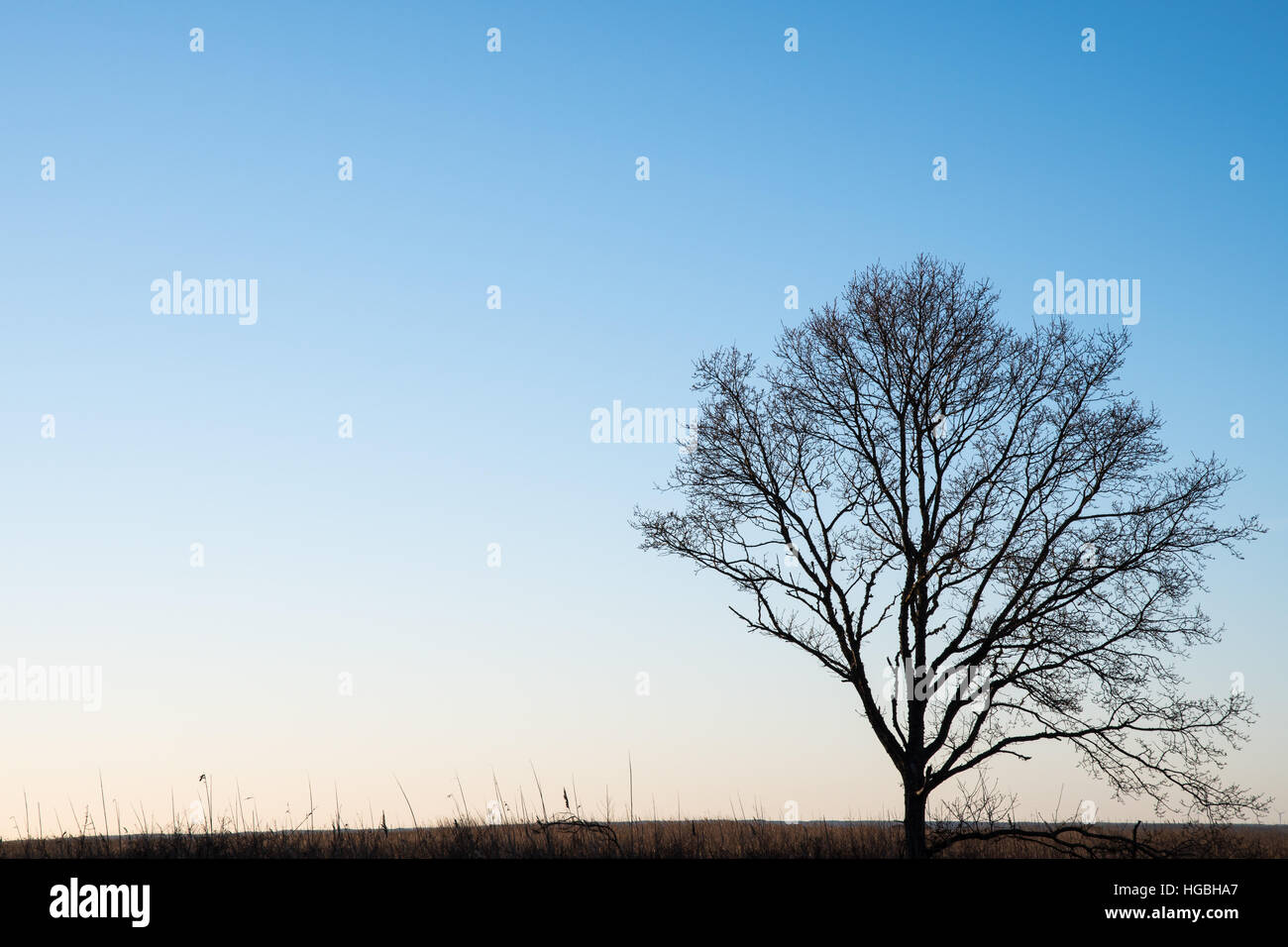 Bare lone tree silhouette by a bright and blue sky Stock Photo - Alamy
