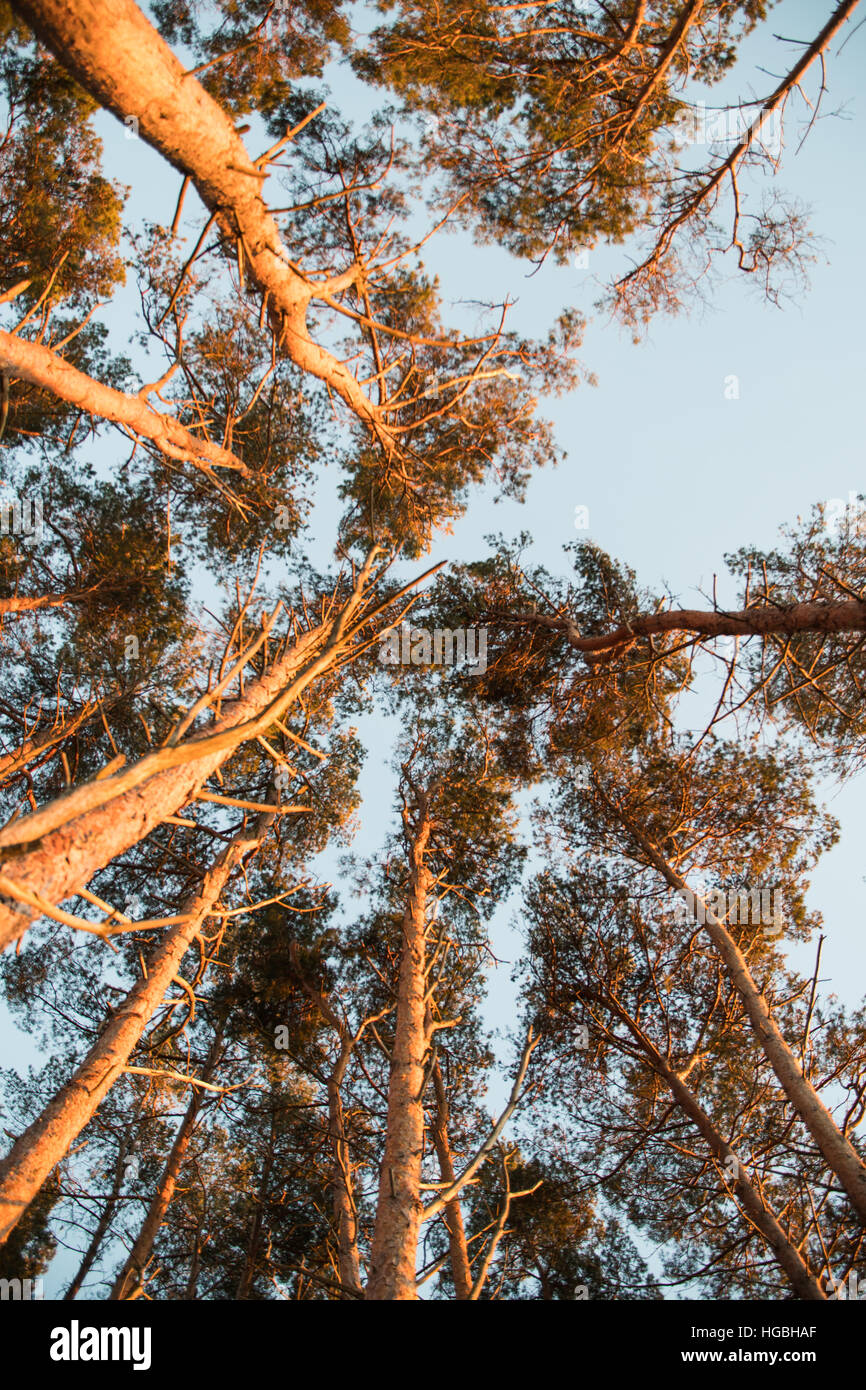 Tall pine tree hi-res stock photography and images - Alamy
