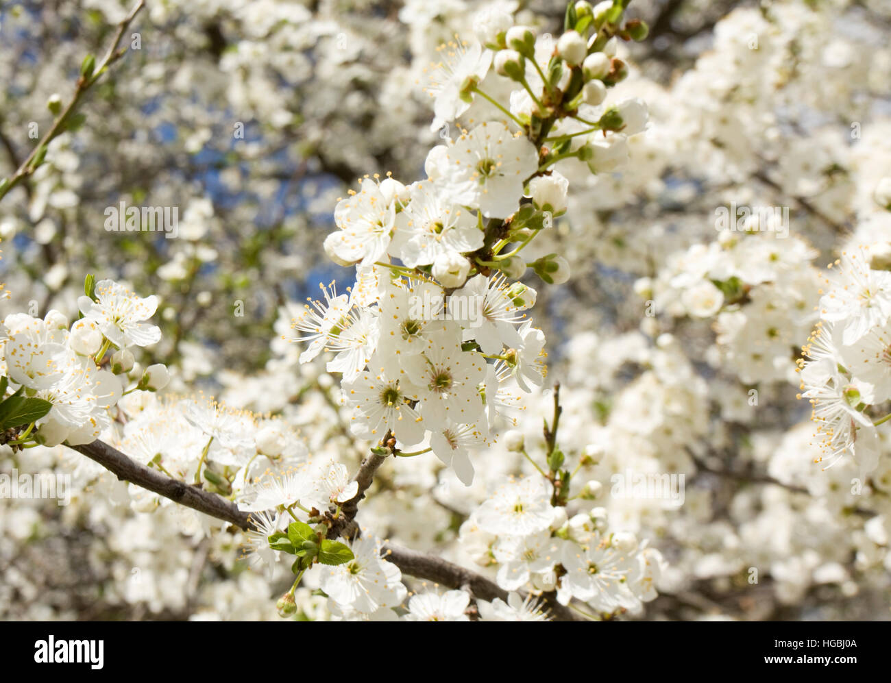Branches of cherry tree with white flowers Stock Photo - Alamy