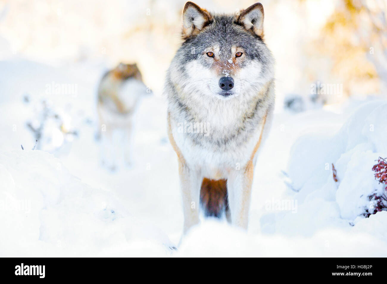 Two wolves in wolf pack in cold winter forest Stock Photo