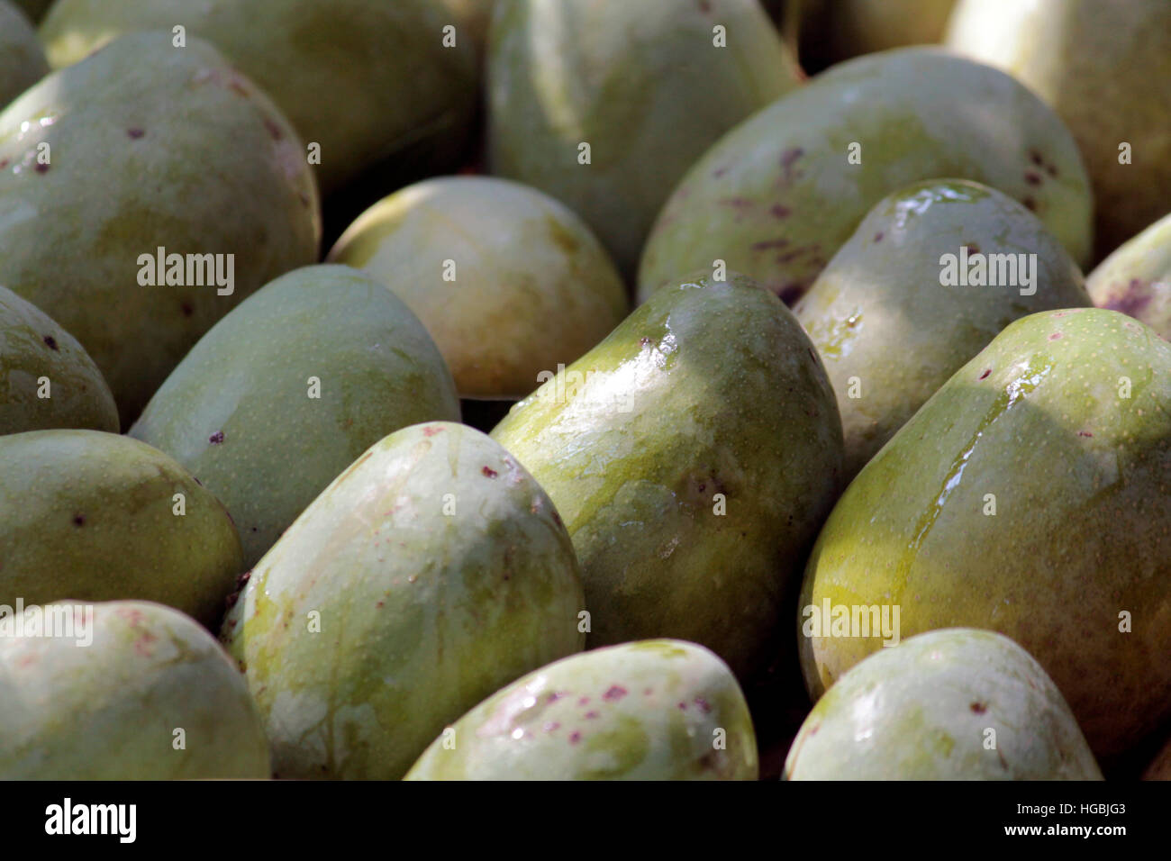 Season of Mangoes Stock Photo Alamy