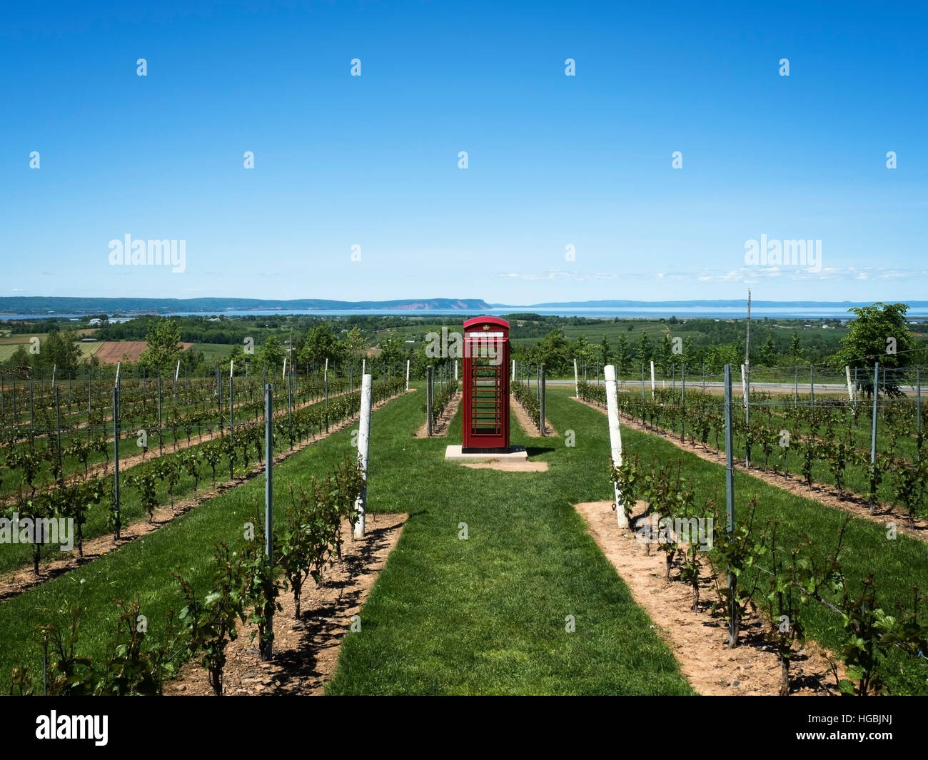 Luckett vineyard near Wolfville in the Annapolis Valley in Nova Scotia, with British telephone box amongst the grape vines. Stock Photo