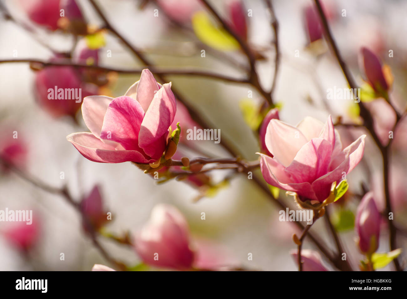 Magnolia spring flowers Stock Photo - Alamy