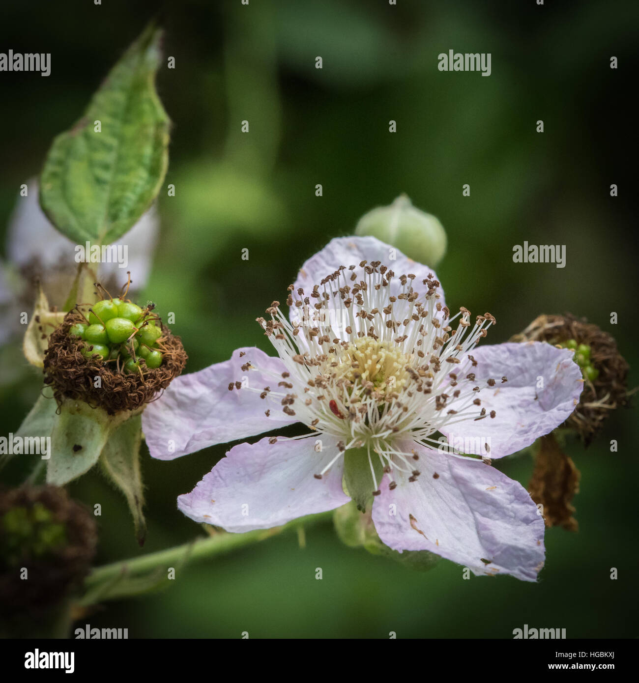 Blackberry Flower and Forming Fruit Stock Photo