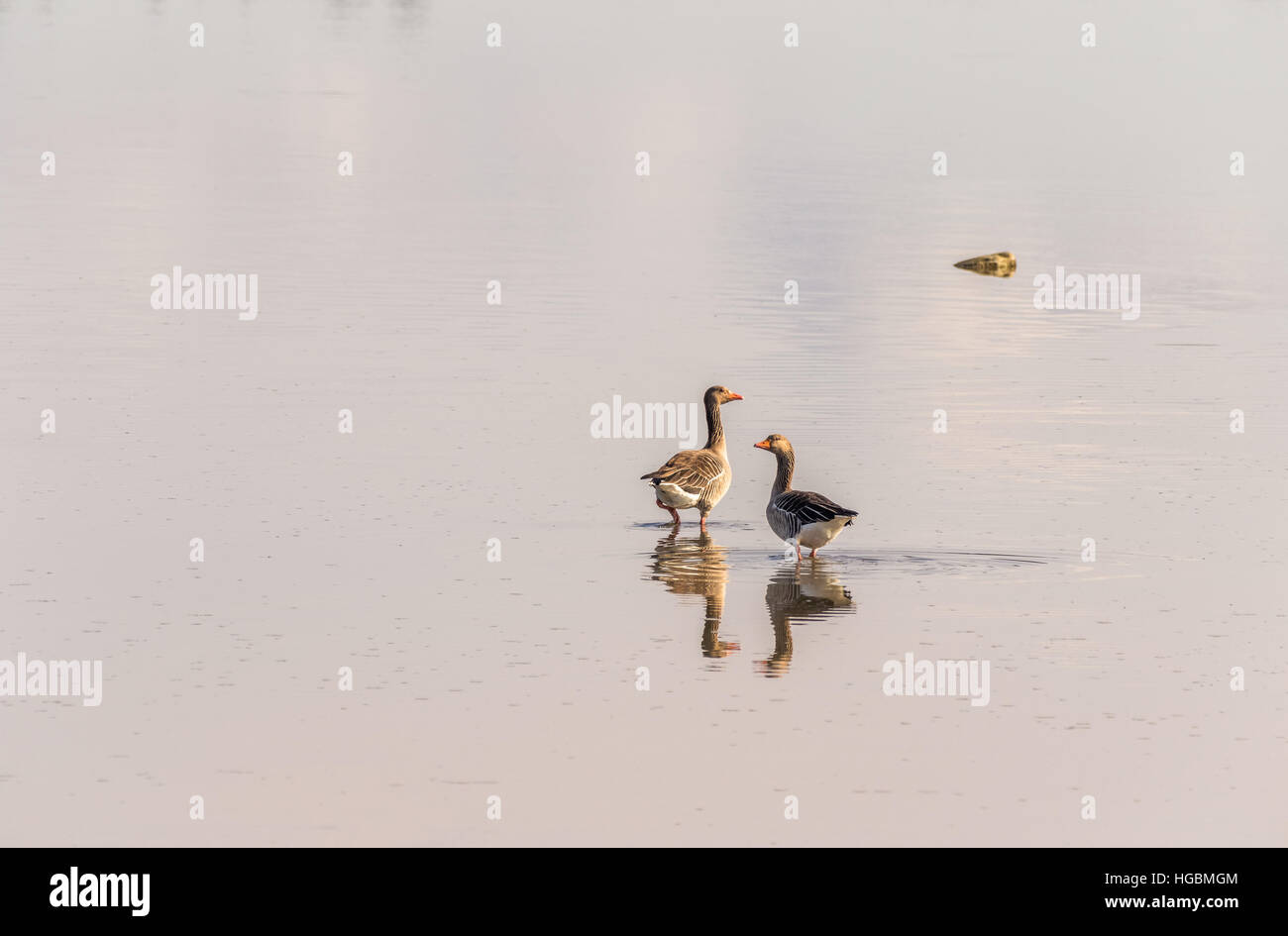 Two greylag geese sitting in the shallow waters of the Glomma estuary, in Fredrikstad, Norway. Stock Photo
