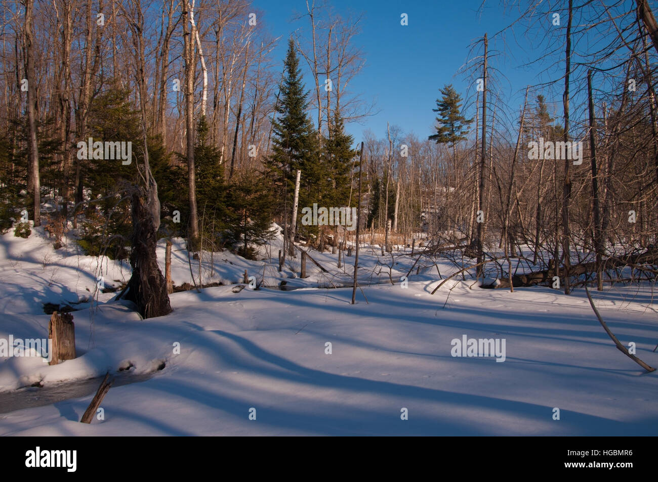 Tree lined pond hi-res stock photography and images - Alamy