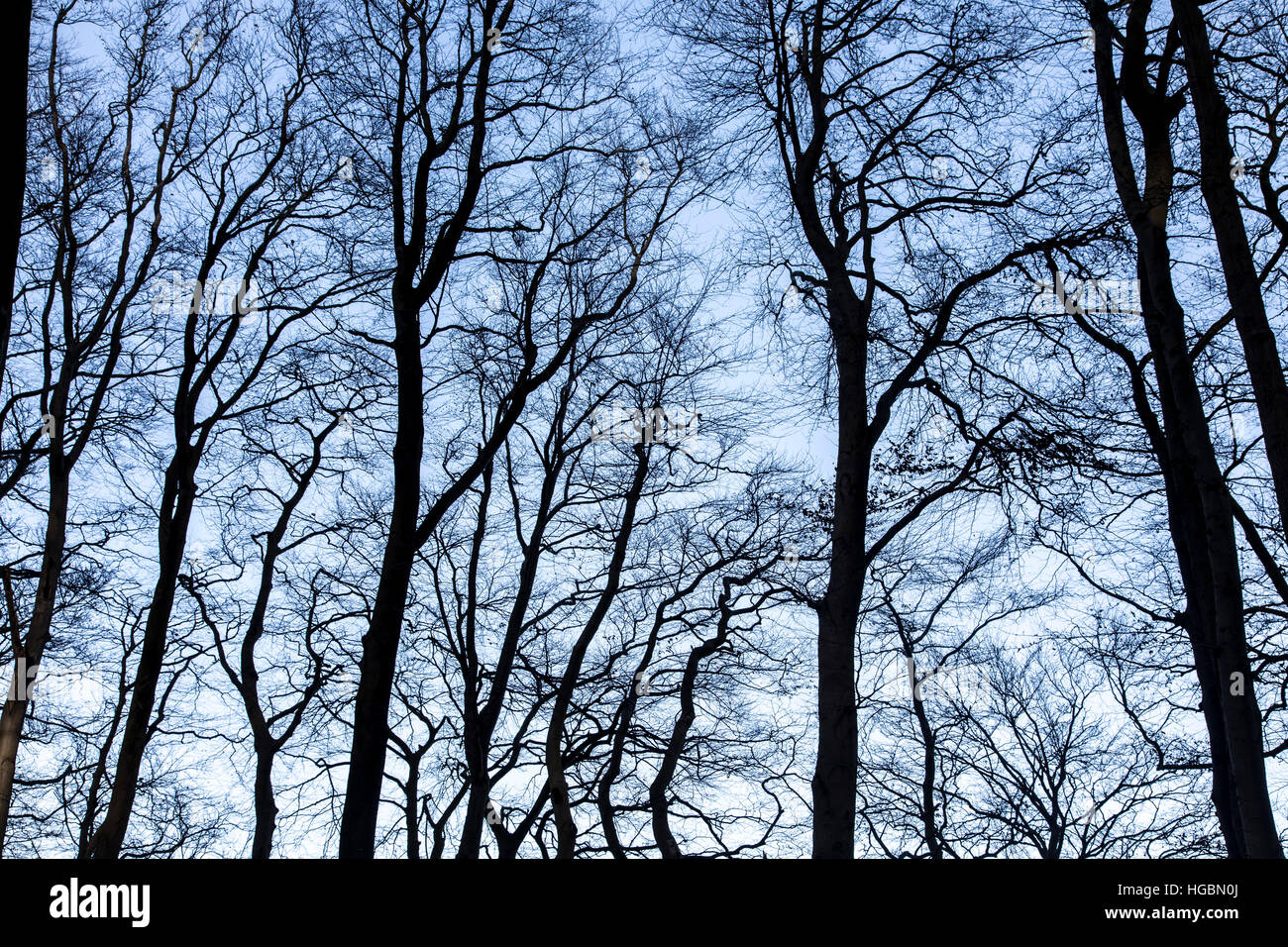 Tree tops, beech forest, without leaves in winter, Stock Photo