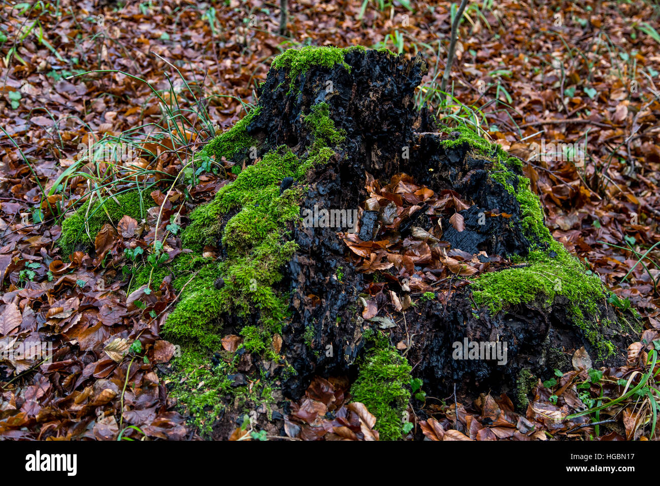 Forest in winter, moss and leaves on dead trees, tree branches, tree trunks, Stock Photo
