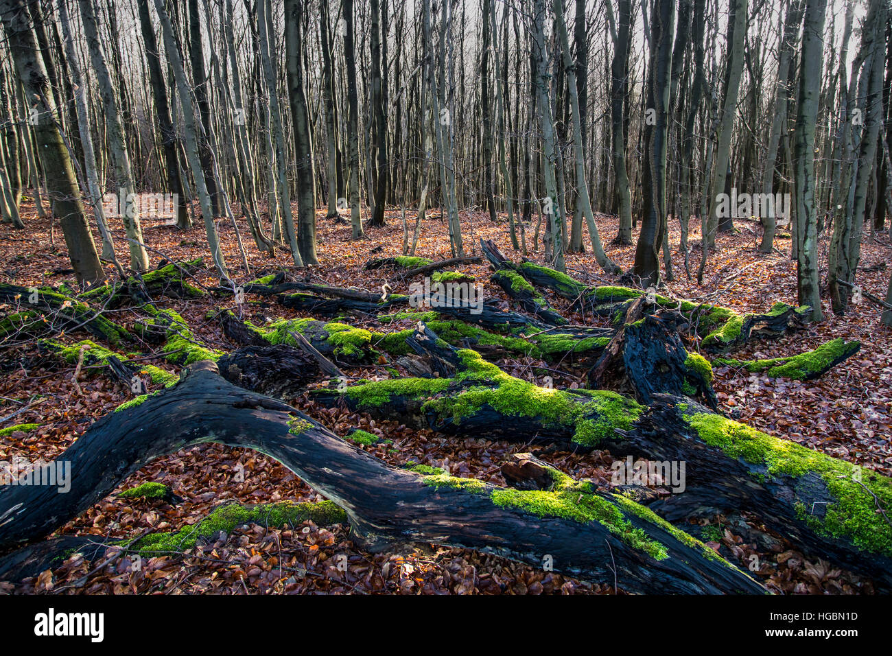 Forest in winter, moss and leaves on dead trees, tree branches, tree trunks, Stock Photo