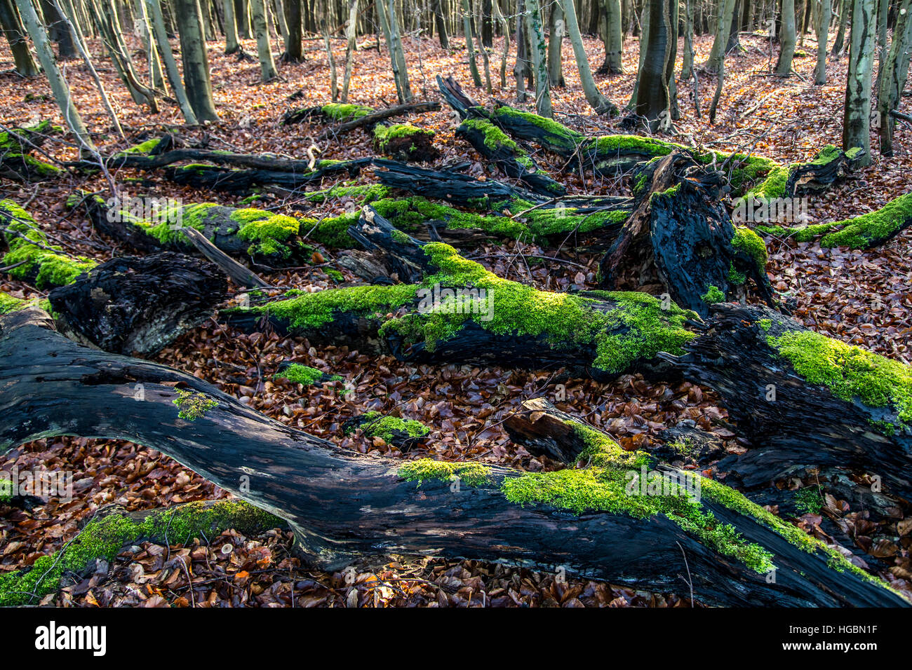 Forest in winter, moss and leaves on dead trees, tree branches, tree trunks, Stock Photo