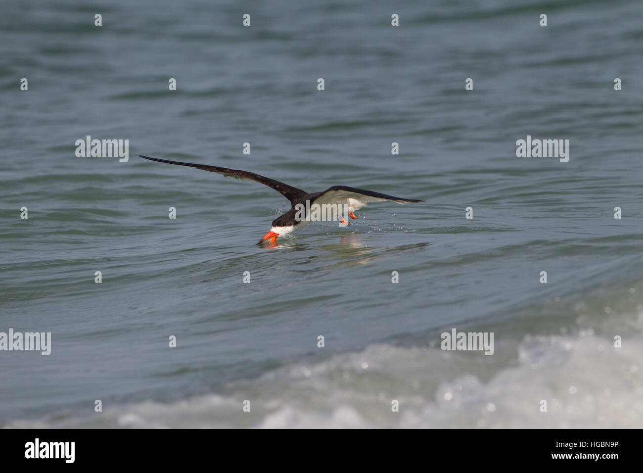 Black skimmer on Florida Coast Stock Photo Alamy