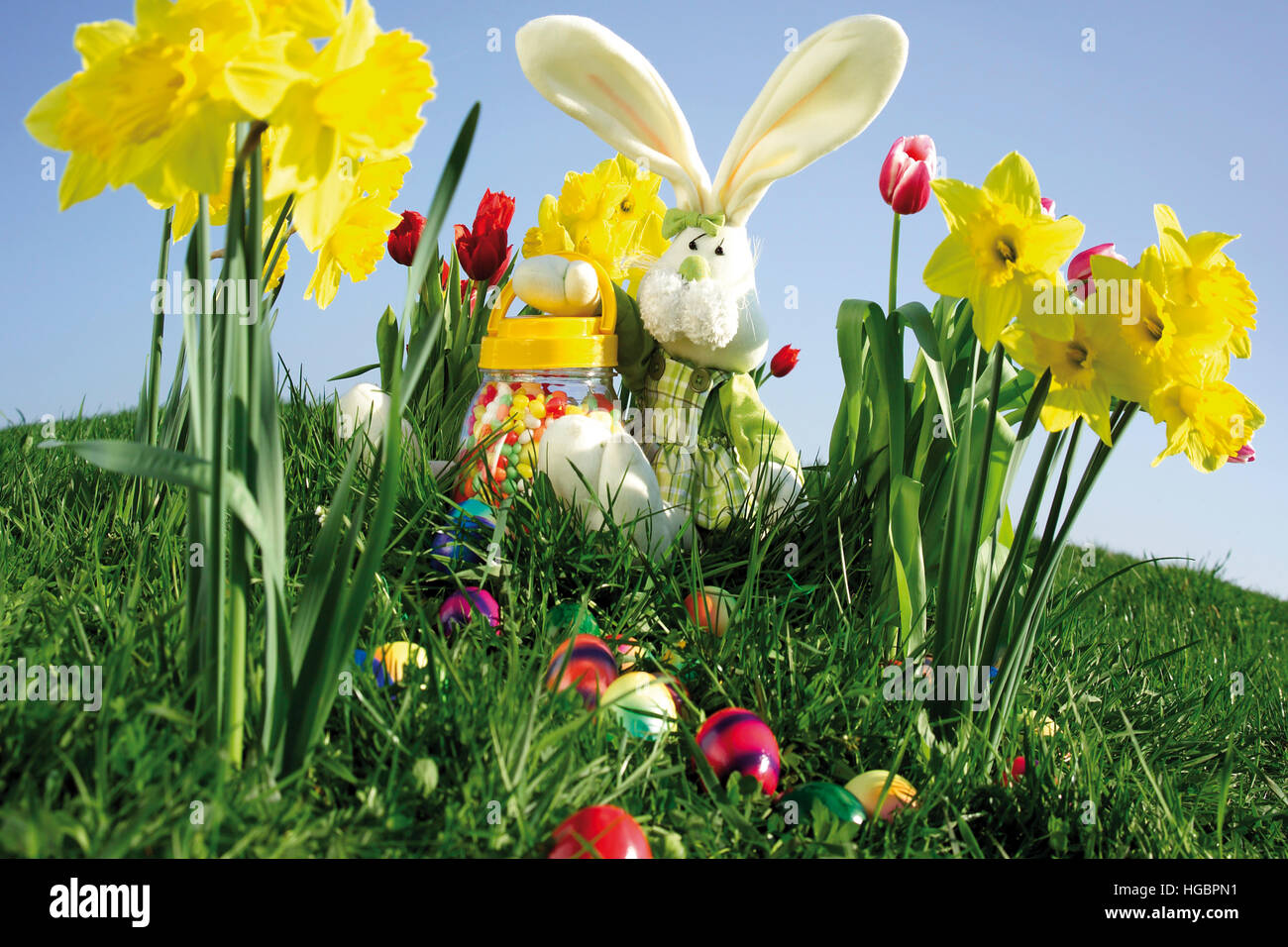 Chocolate Easter bunny on grass with daffodils and coloured eggs Stock ...