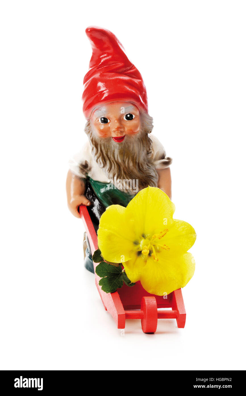 Garden gnome with wheelbarrow and flower Stock Photo Alamy