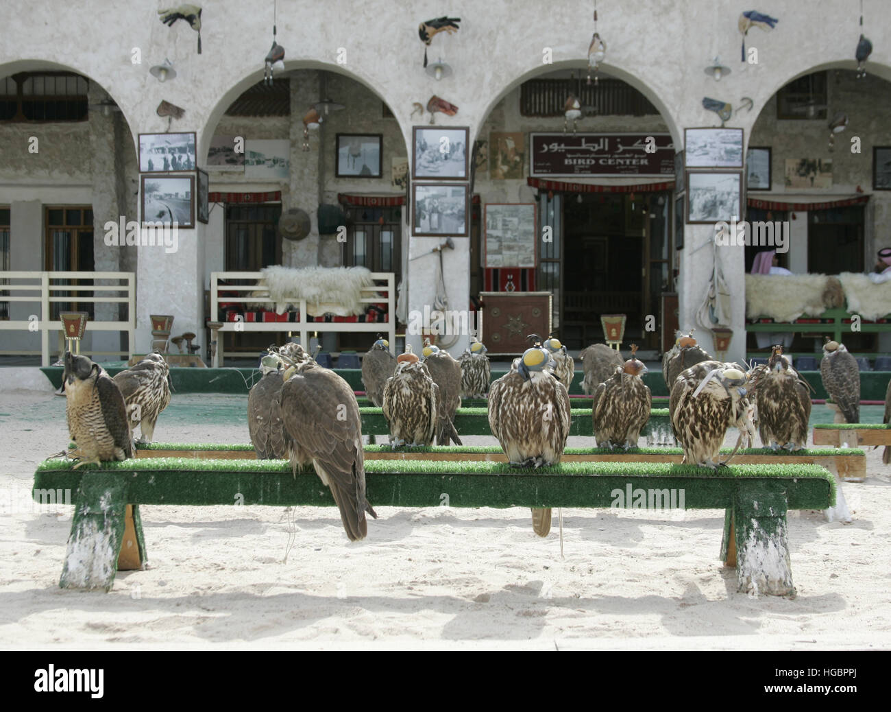 Qatar, Doha, falcons are sitting in front of a falconer's shop Stock Photo