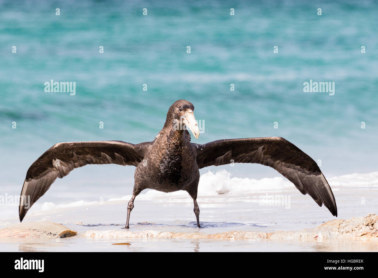 Southern Giant Petrel. There is a dead orca mostly buried in the sand and the petrels are feeding and fighting in the vicinity. Stock Photo