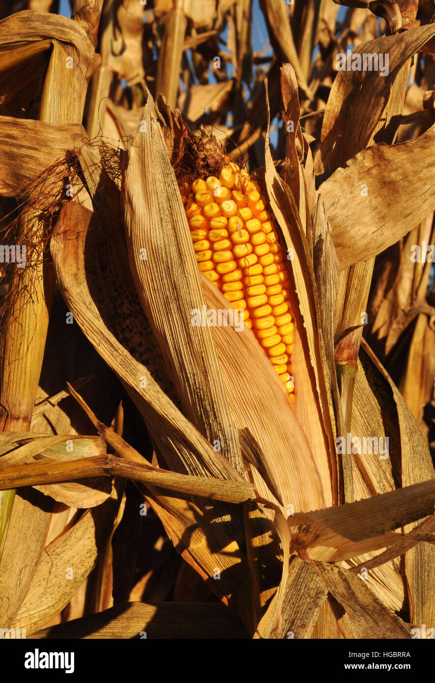 Feed Corn Stock Photos & Feed Corn Stock Images Alamy