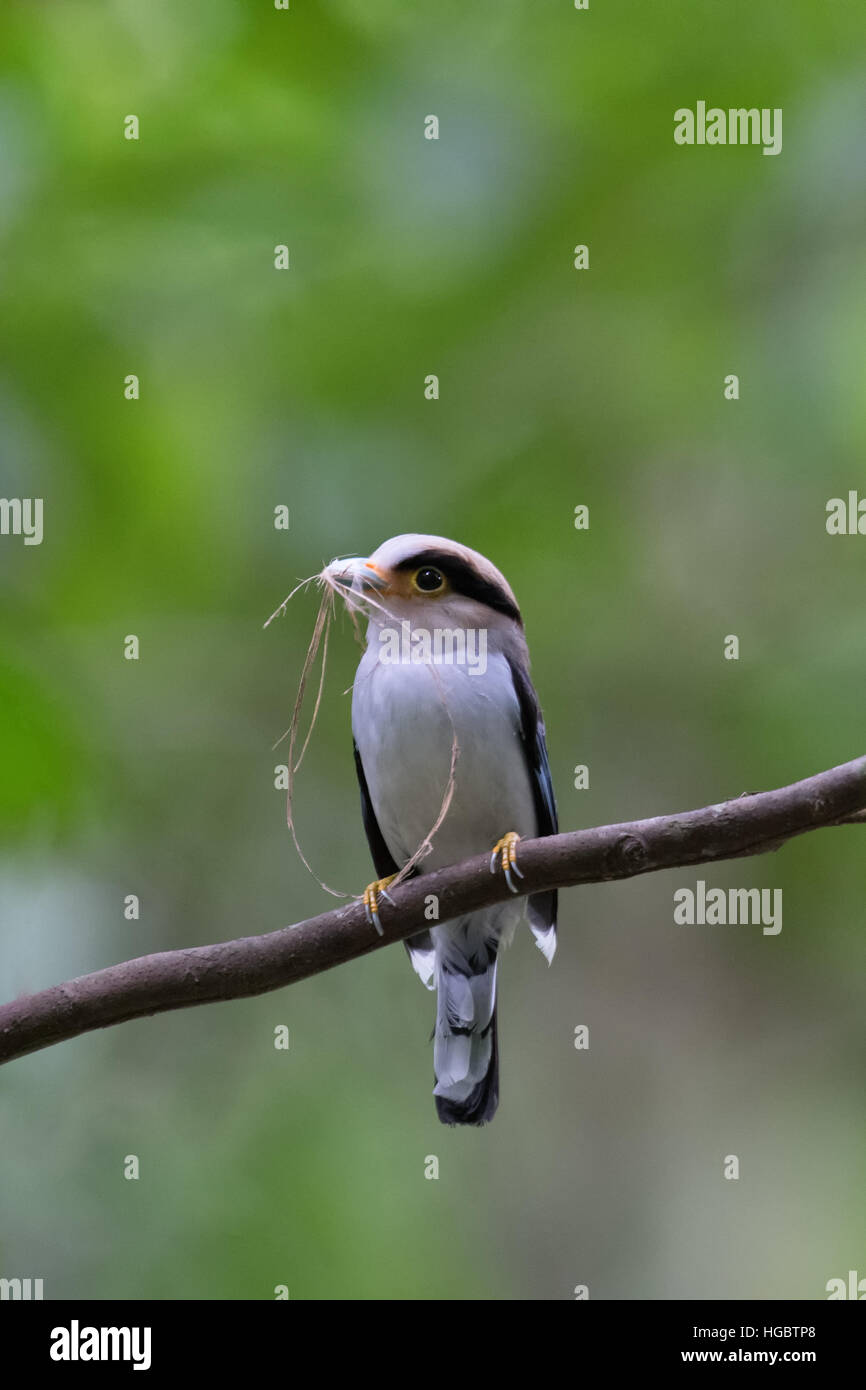 The silver-breasted broadbill (Serilophus lunatus) is a species of bird in the broadbill family Eurylaimidae. It is monotypic (the only species) withi Stock Photo