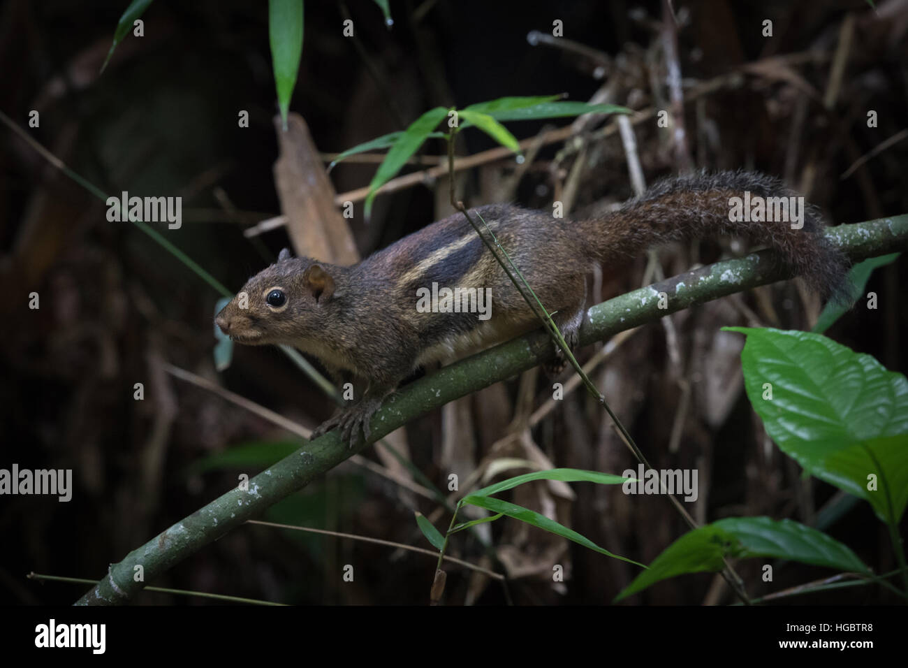 Indochinese Ground Squirrel (Menetes berdmorei) in Kaeng Krachan National Park, Thailand. Stock Photo