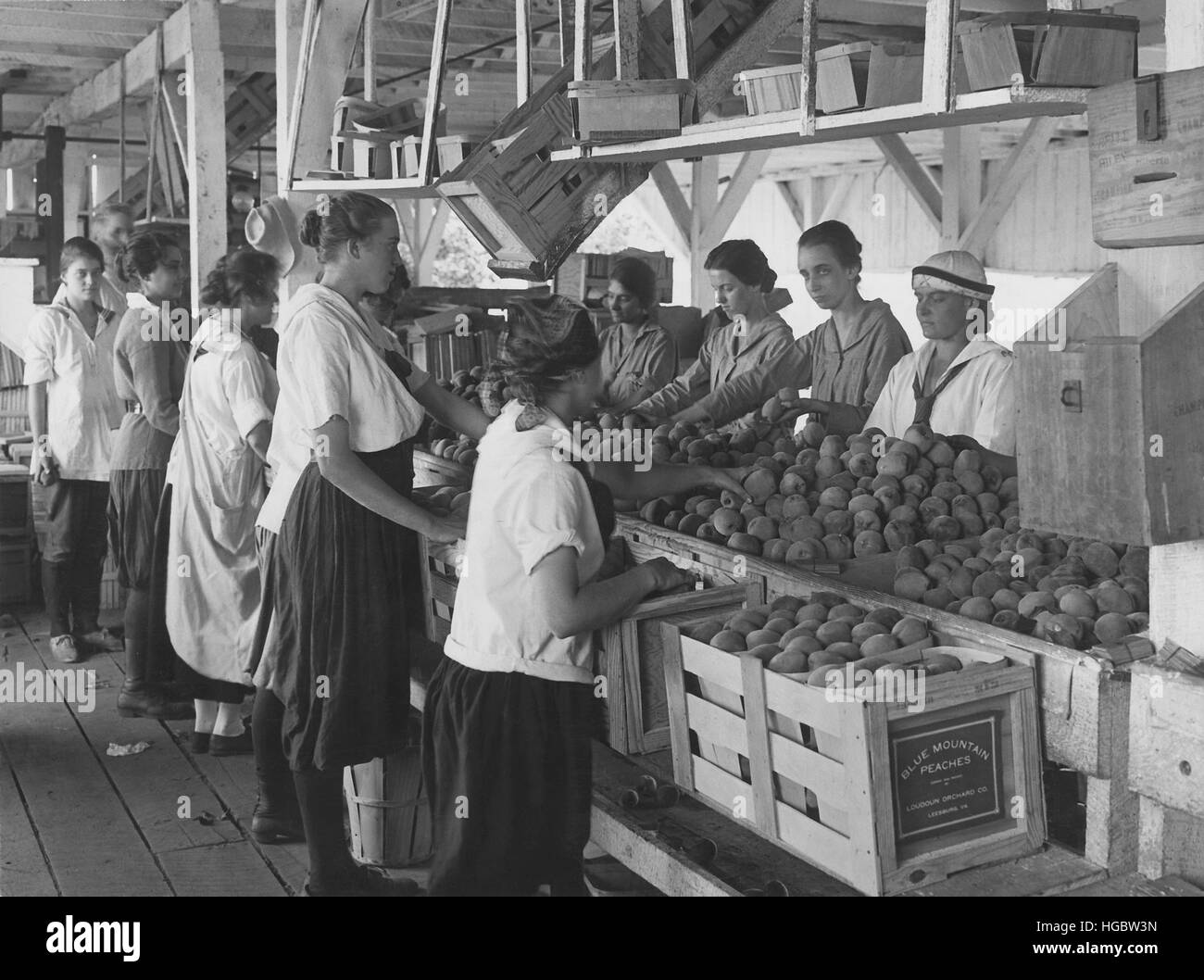 World War I farmerettes packing peaches on a farm in Leesburg, Virginia, 1917. Stock Photo