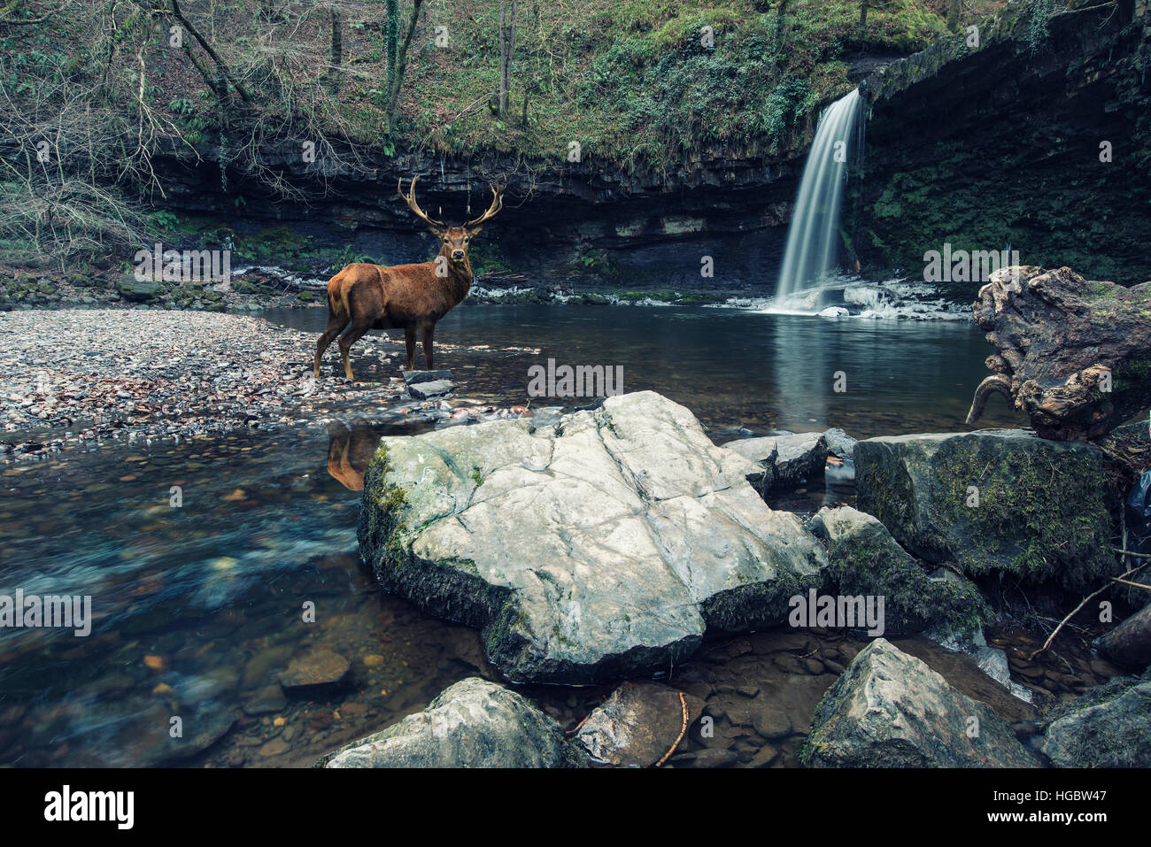 Beautiful cross processed waterfall landscape image of red deer stag in